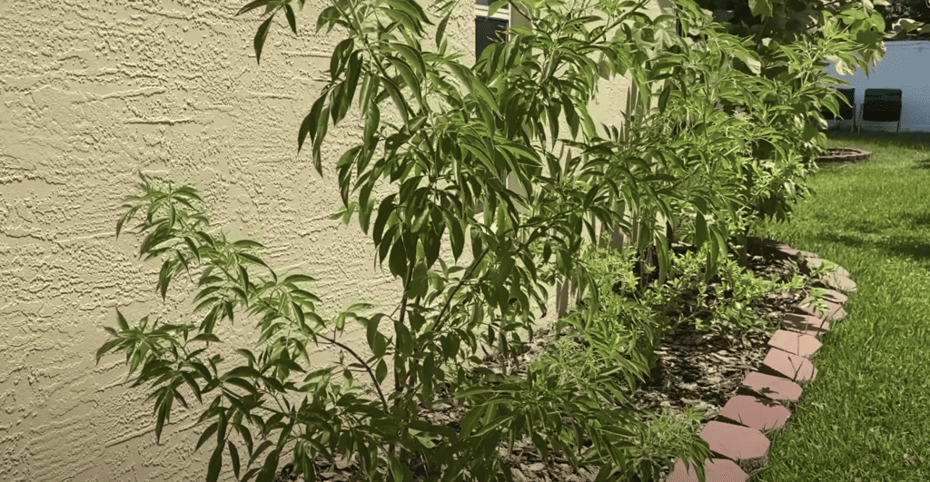 Elderberry plant